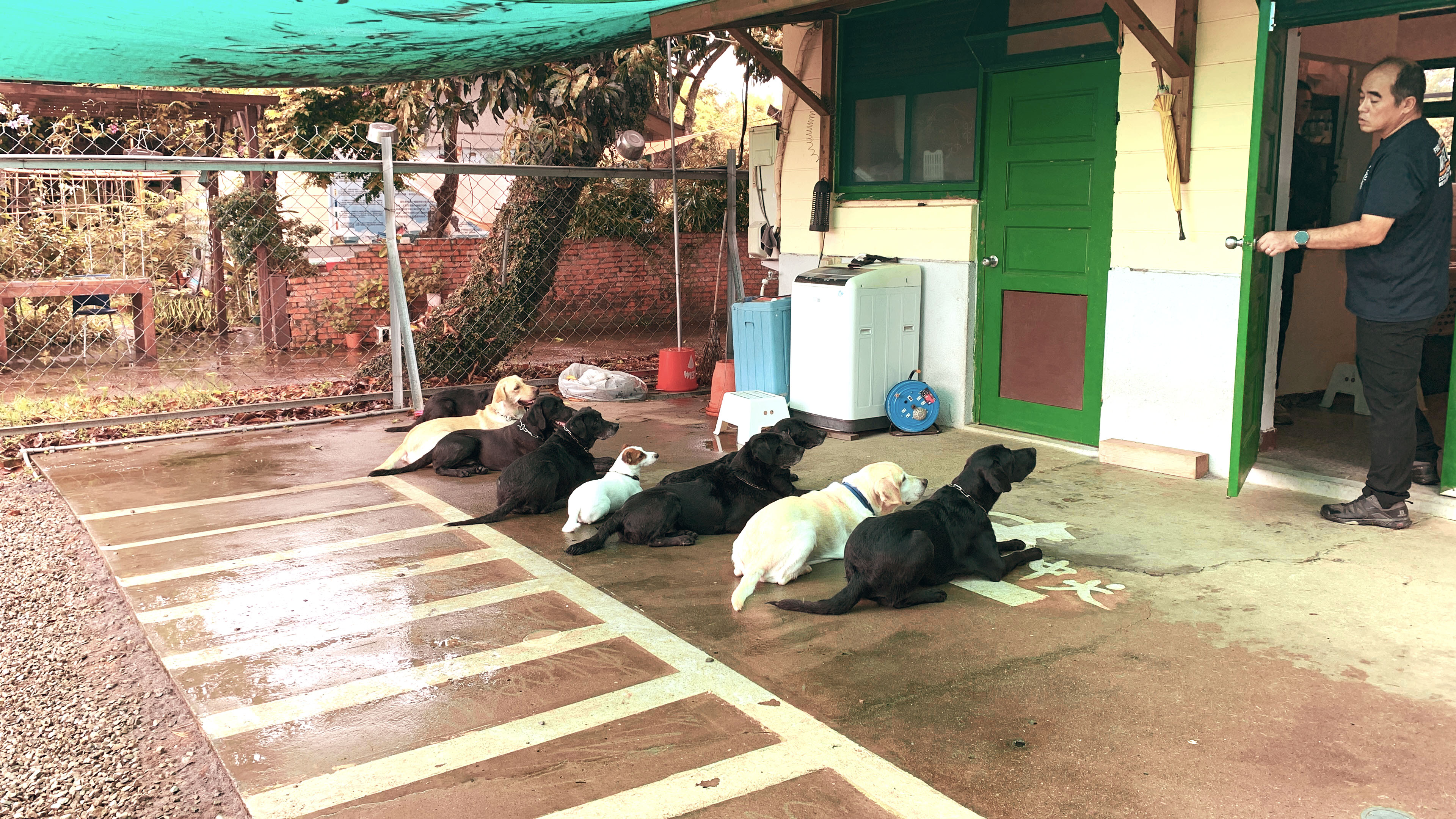 搜救犬隊11