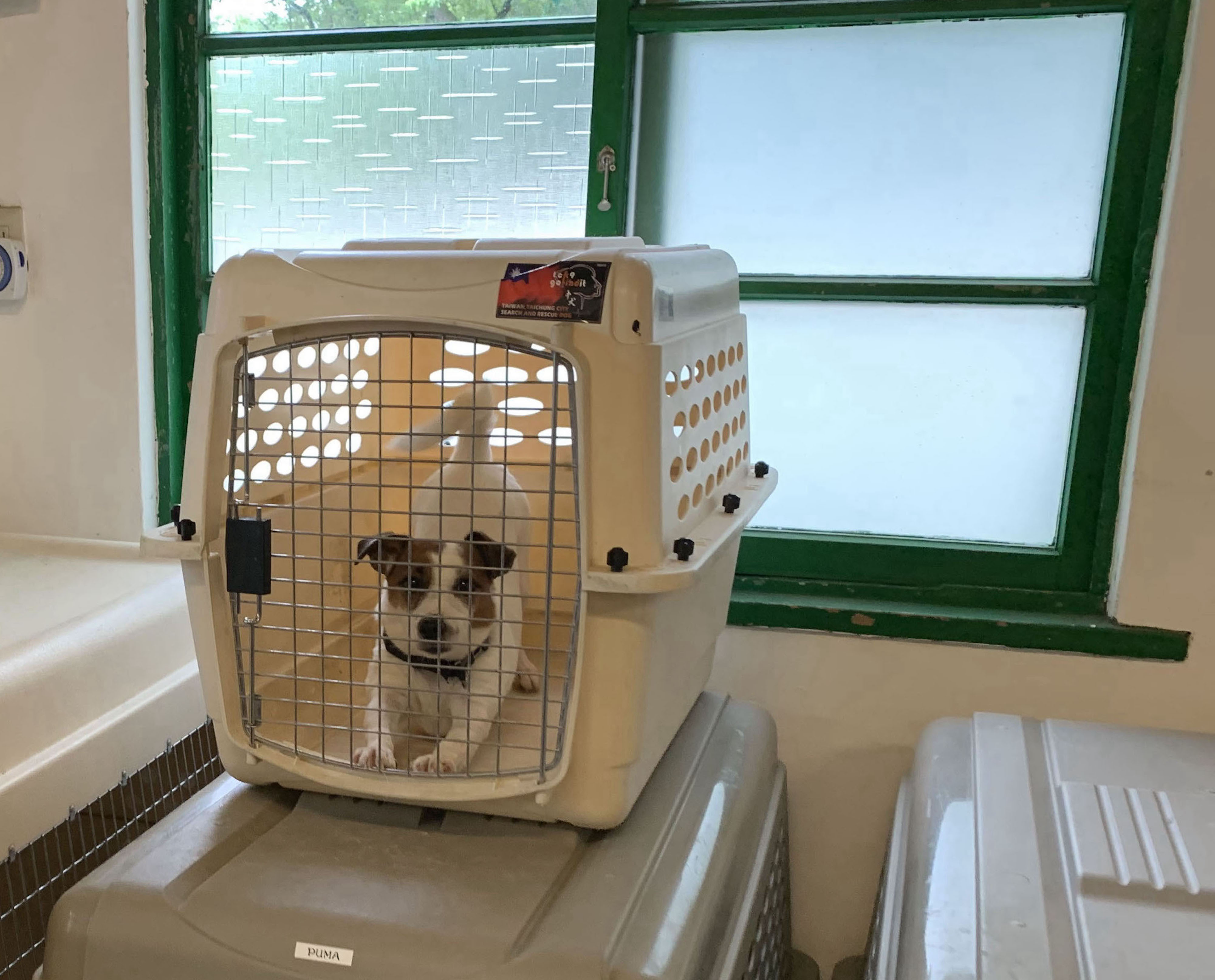 搜救犬隊12